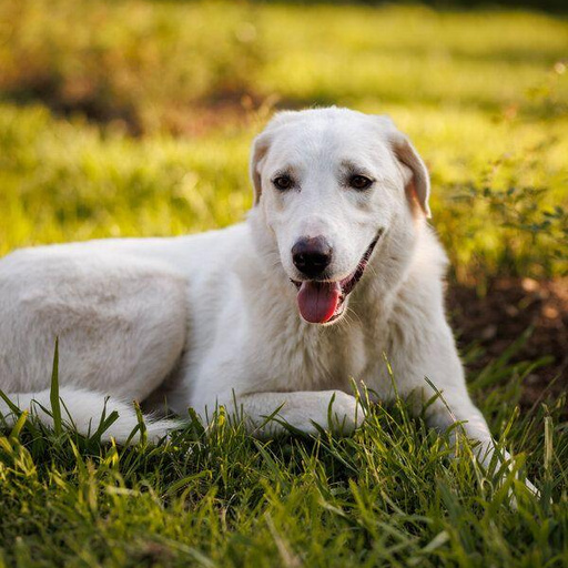 Изображение питомца