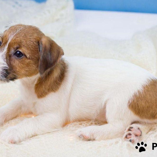 Изображение питомца