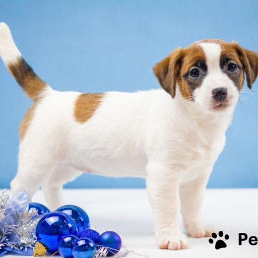 Изображение питомца