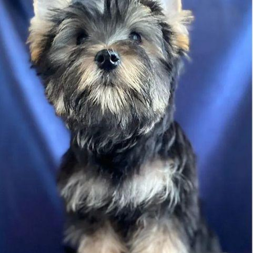 Изображение питомца