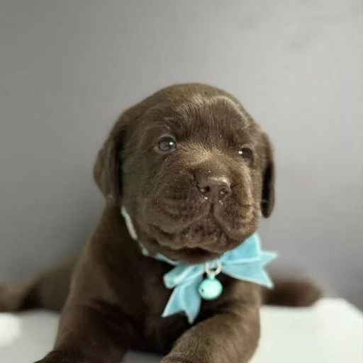 Изображение питомца