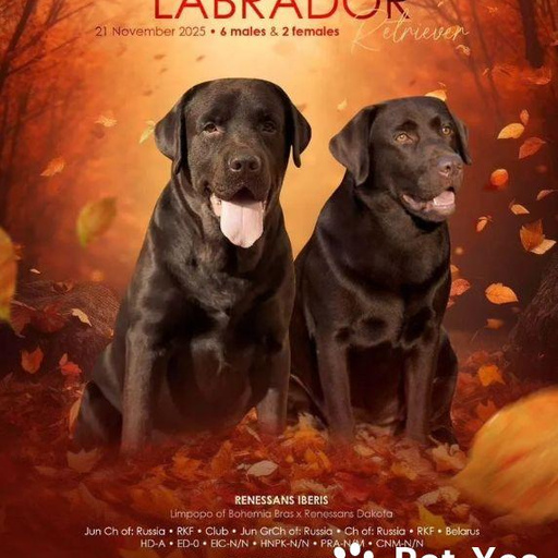 Изображение питомца