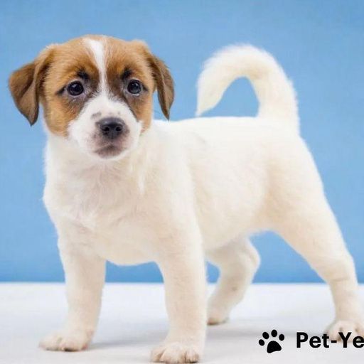 Изображение питомца