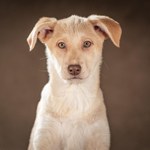 Изображение питомца