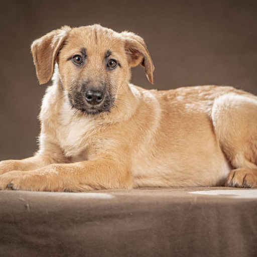 Изображение питомца