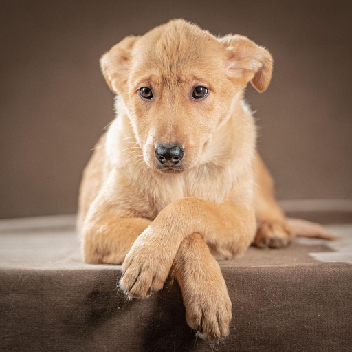 Изображение питомца