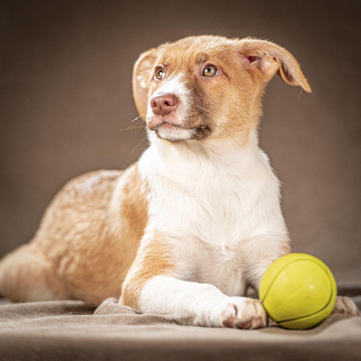 Изображение питомца