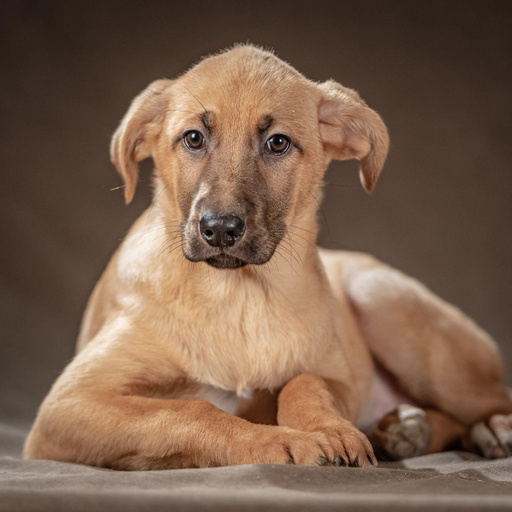 Изображение питомца