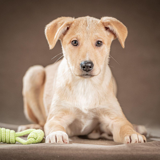 Изображение питомца