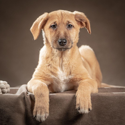 Изображение питомца