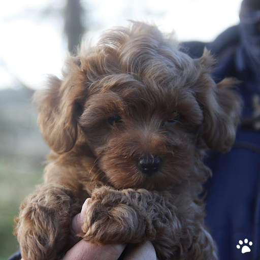 Изображение питомца