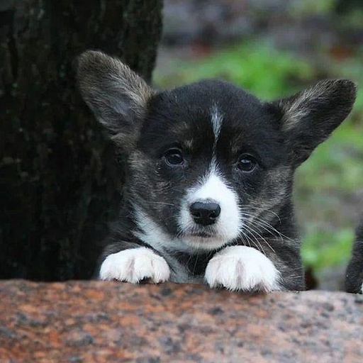 Изображение питомца