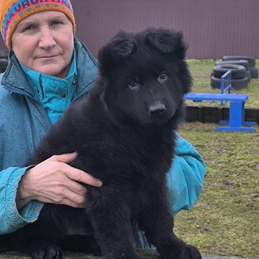 Изображение питомца