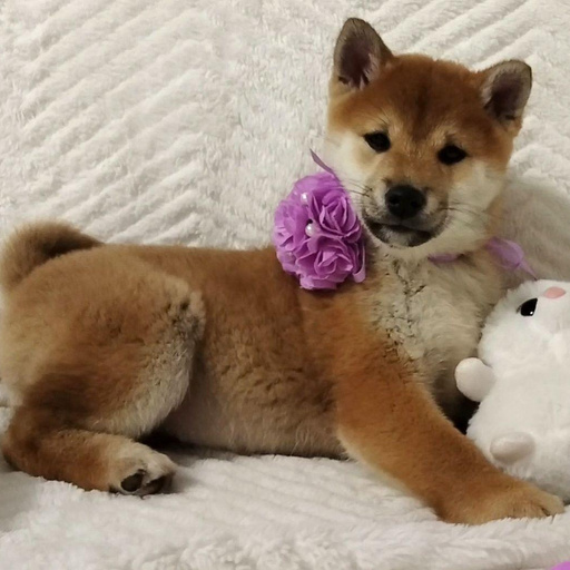 Изображение питомца