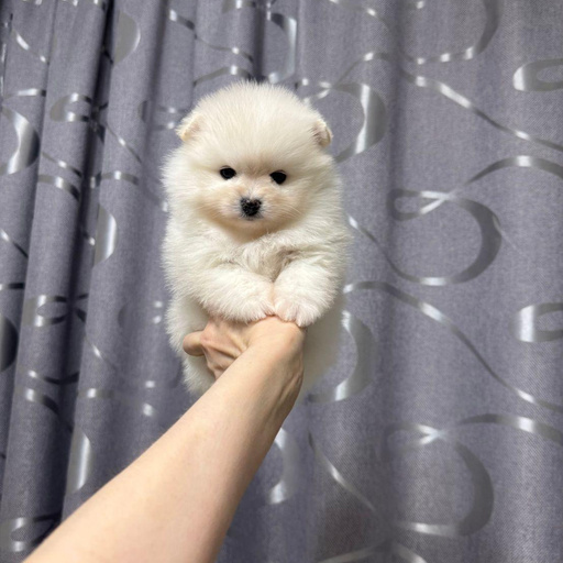 Изображение питомца