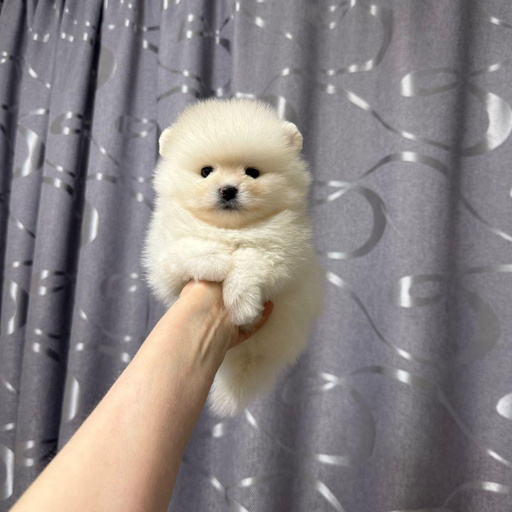 Изображение питомца