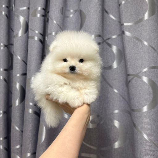 Изображение питомца