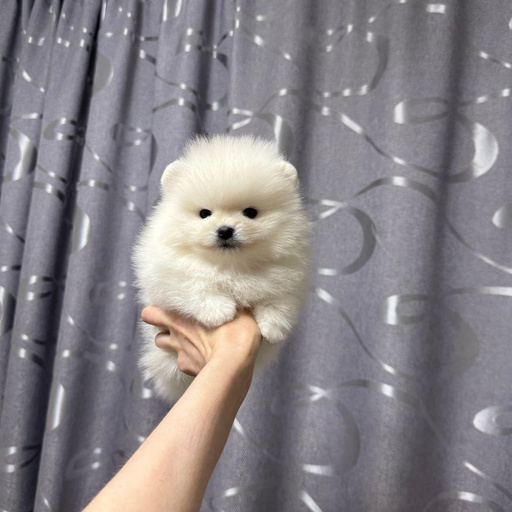 Изображение питомца