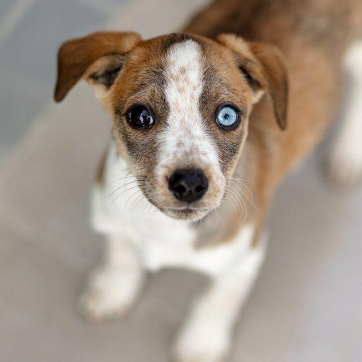 Изображение питомца