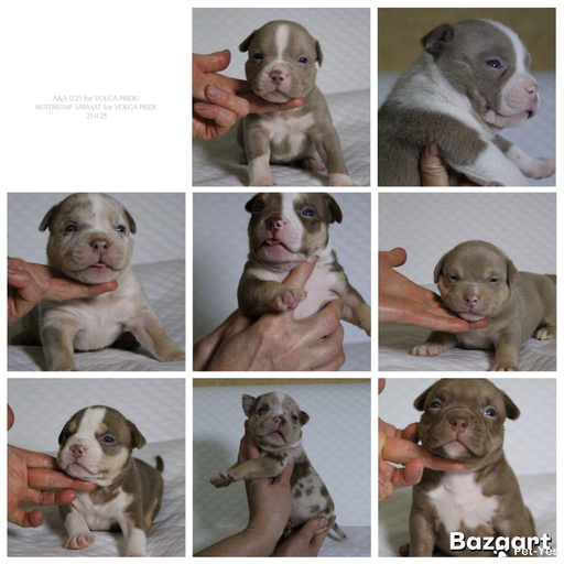 Изображение питомца