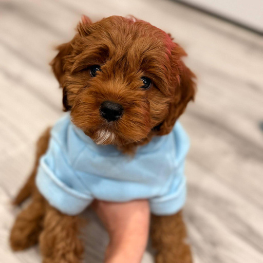 Изображение питомца