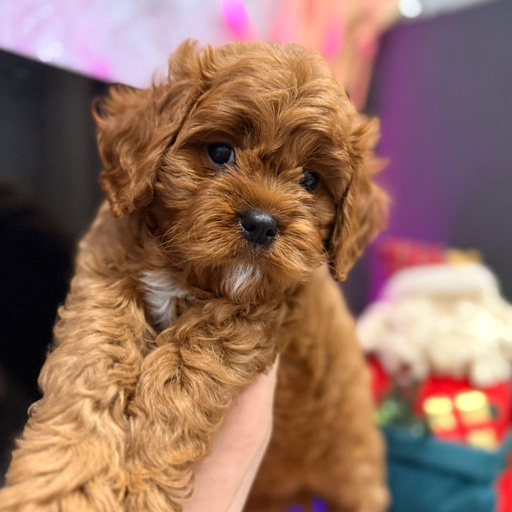 Изображение питомца