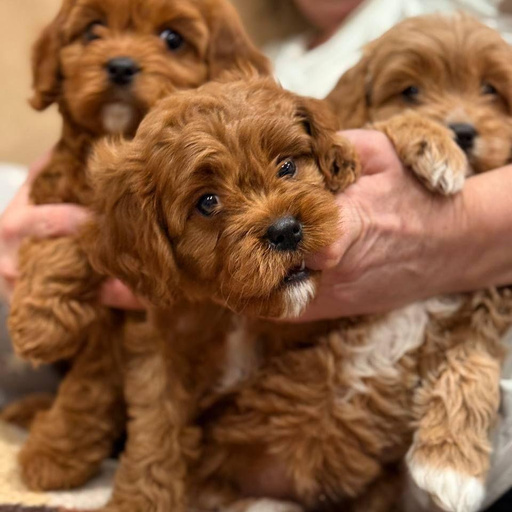 Изображение питомца