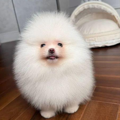 Изображение питомца