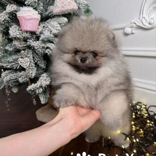 Изображение питомца