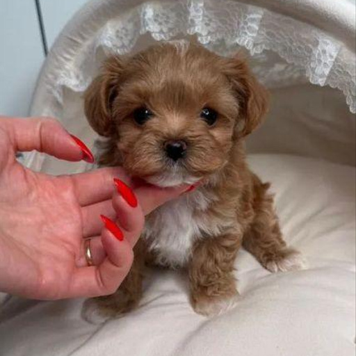 Изображение питомца