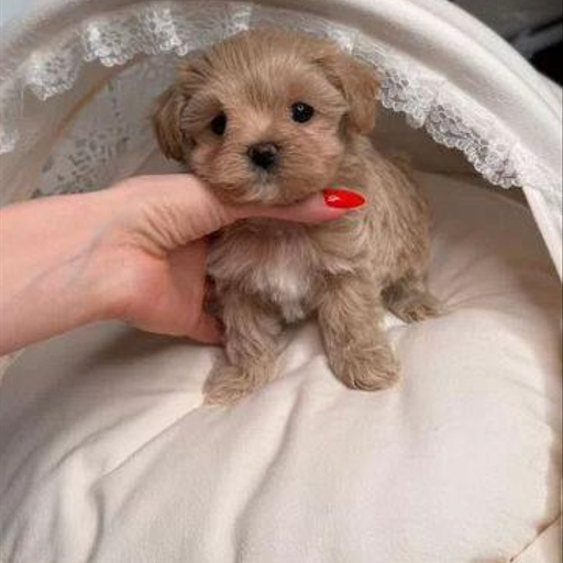 Изображение питомца