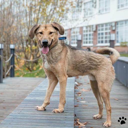 Изображение питомца