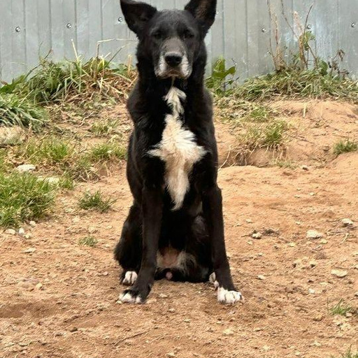 Изображение питомца