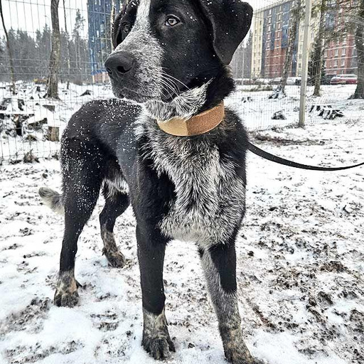 Изображение питомца