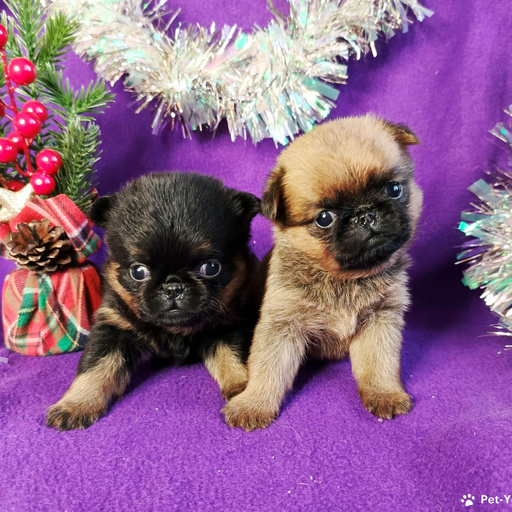 Изображение питомца