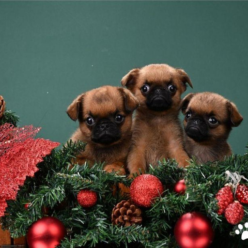 Изображение питомца