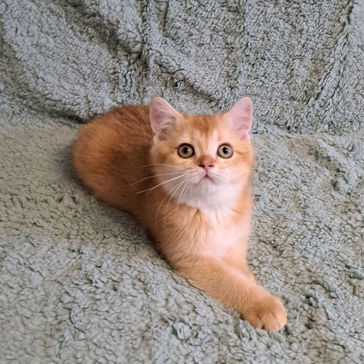 Изображение питомца