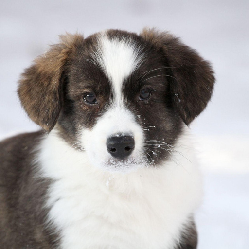 Изображение питомца