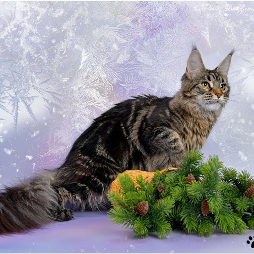 Изображение питомца