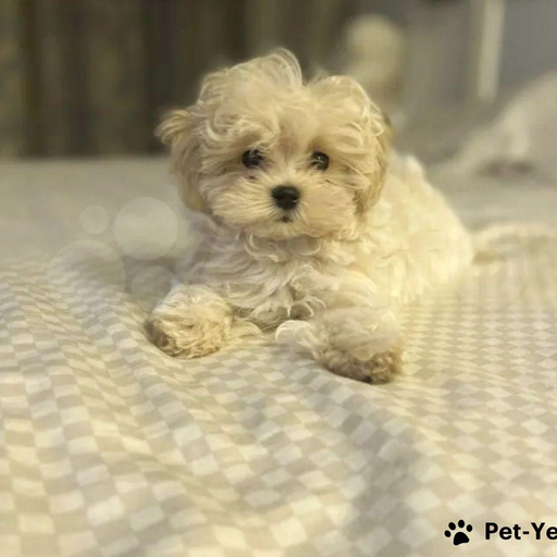 Изображение питомца