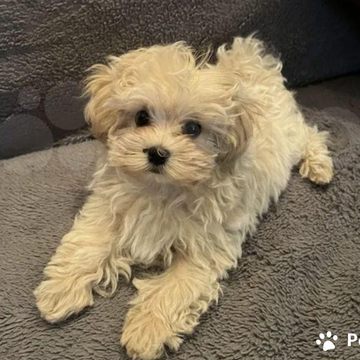 Изображение питомца