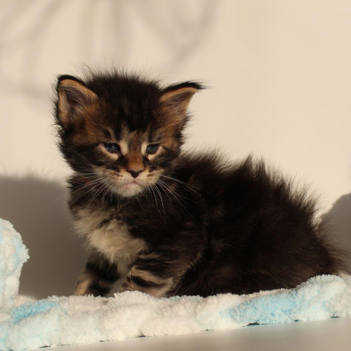 Изображение питомца