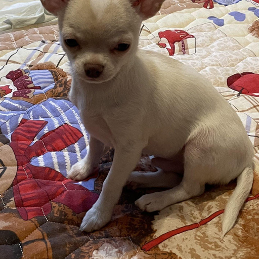 Изображение питомца