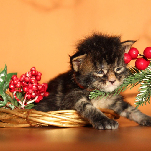 Изображение питомца