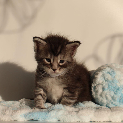 Изображение питомца