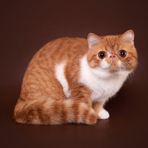 Изображение питомца