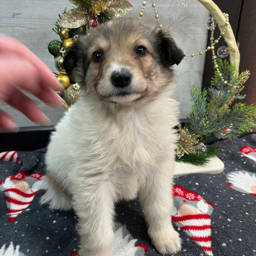 Изображение питомца