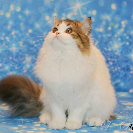 Изображение питомца