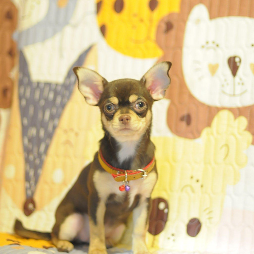 Изображение питомца