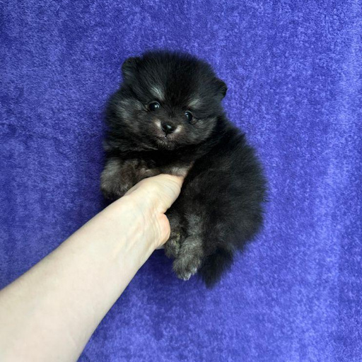 Изображение питомца